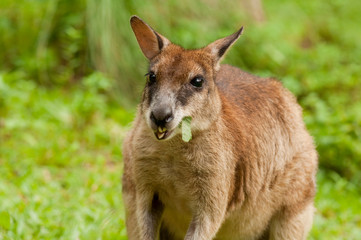 Wallaby is eating leaf