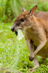 Naklejka na ściany i meble Wallaby is eating leaf