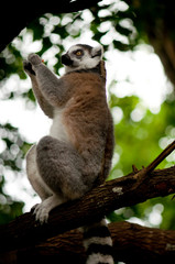 Ring-tailed lemur monkey on tree branch