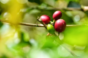 top quality raw coffee beans