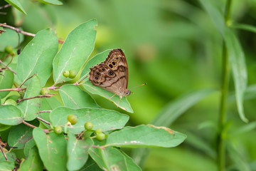 Northern Pearly Eye Butterfly on Leaf in Summer