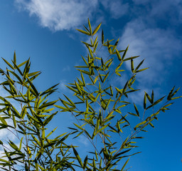 Evergreen graceful green leaves bamboo Phyllostachys aureosulcata on a background of bright blue sky with white clouds. Lovely background for any design.