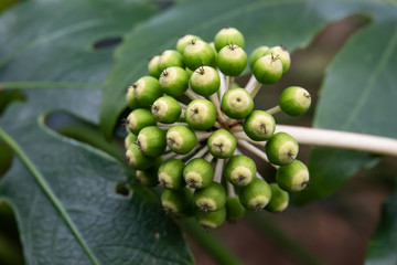 Paper Plant Fruits in Winter
