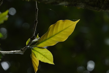 top quality raw coffee beans