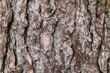 Texture of a tree bark V