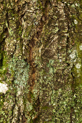 Texture of a tree bark II
