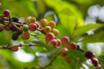 top quality raw coffee beans