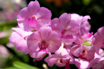 Naklejka na ściany i meble pink orchid flowers closeup