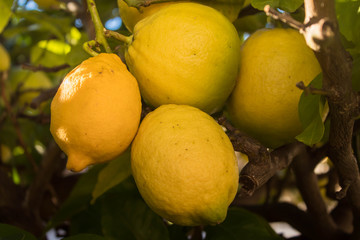 Ripe lemon hangs on tree branch in sunshine