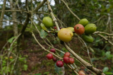 top quality raw coffee beans