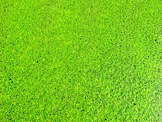 Green floating plants in the pond