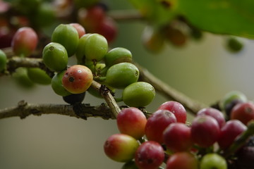 top quality raw coffee beans