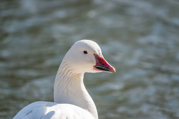 Snow Goose in Pond in Winter