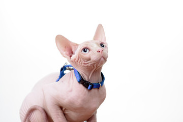 Cat portrait. Beautiful sphinx. Cute kitten with blue eyes. Products for pets. Blue leash.