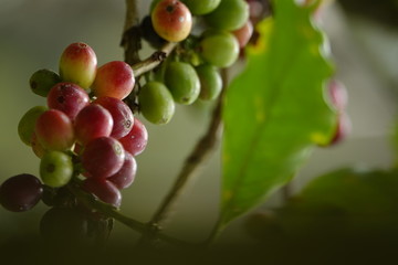 top quality raw coffee beans