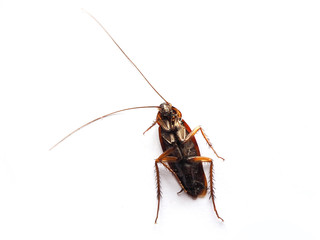 Roach dead on a white background. Roach dead on the floor.