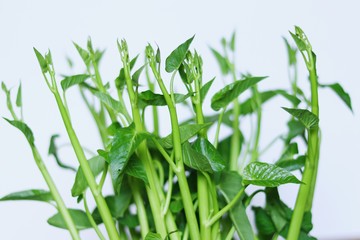 Vegetable, Morning glory isolated on white background
