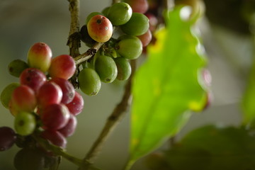 top quality raw coffee beans