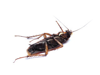 A carcass cockroach with a worm inside on white background.