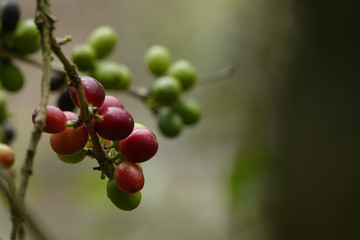 top quality raw coffee beans