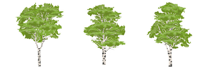 Birch tree. Trees of Europe and America. Realistic Vector