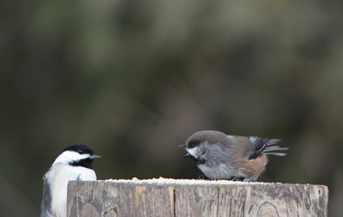 Boreal Chickadee