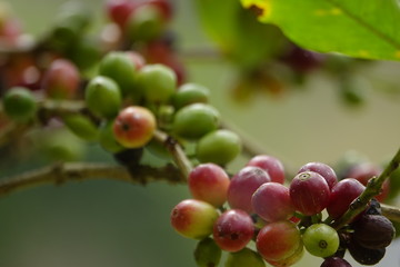 top quality raw coffee beans