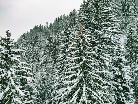 snow covered trees © Felix Pergande