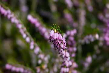 Winter Heath Flowers in Bloom in Winter