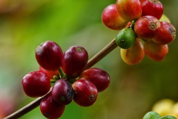 colorful coffee berries 