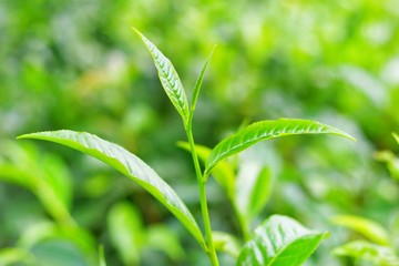Tea leave in the tea fields on blurred background,Selective focus