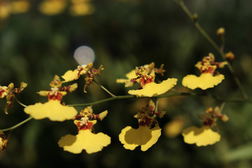 Yellow orchid closeup