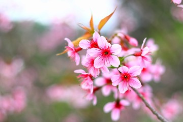 Close up, Cherry blossom branch