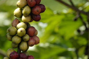 colorful coffee berries 