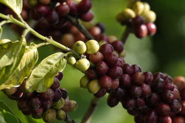 colorful coffee berries 