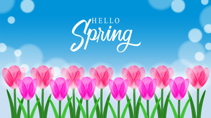 Hello Spring with pink fresh tulip bouquet flower with bright blue sky background