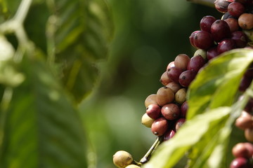 colorful coffee berries 