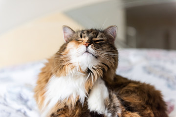 Calico maine coon cat sitting lying on bed scratching neck funny pose in bedroom with leg paw up
