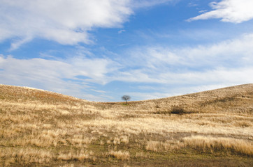 un albero paesaggio prato minimal sfondo bello