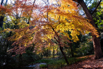 Maple yellow leaves trees in forest sun shining against sky in autumn season in Japan