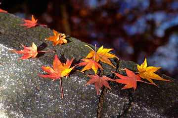 Colorful maple leaves on rock or stone wall background l, sunrise to fallen autumn leaves on soft blur tree shadow background.