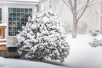 Snowstorm storm snowing weather outside outdoors with tree branches covered in snow in backyard yard of house in Virginia