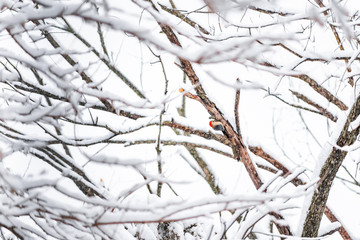 Fototapeta na wymiar One male Red-bellied Woodpecker bird perched on tree trunk far distant during winter spring snow in Virginia