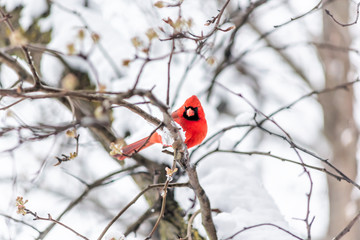 Closeup of vibrant red northern cardinal Cardinalis bird looking down sitting perched on tree branch during winter snow colorful in Virginia