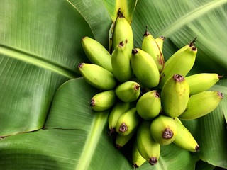 Brunch of green bananas on banana tree and banana leaf