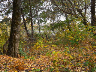 Fototapeta premium autumn in the forest