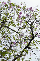 pink flowers blooming on tree branch