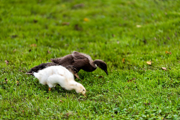 Closeup of three baby gosling goose duck duckling bird chicks on lawn grass eating plants grass cute adorable eyes flippers