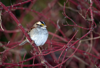 White-throated sparrow