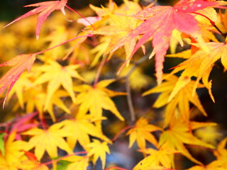 紅葉